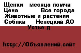 Щенки 4 месяца-помчи › Цена ­ 5 000 - Все города Животные и растения » Собаки   . Ненецкий АО,Устье д.